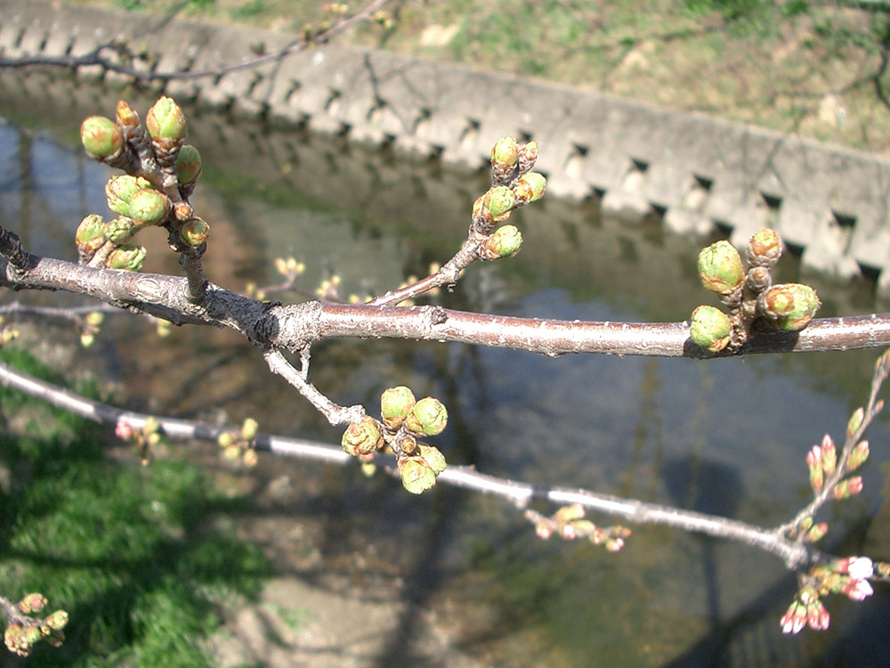 五条川の桜はつぼみ