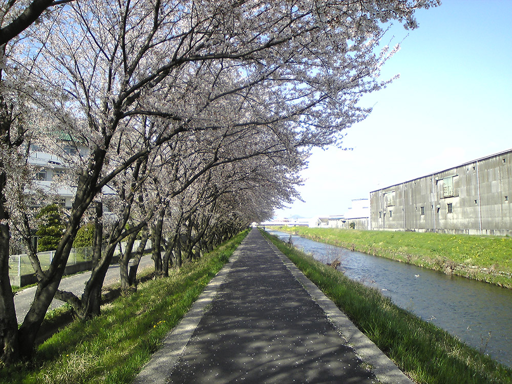 合瀬川の桜並木