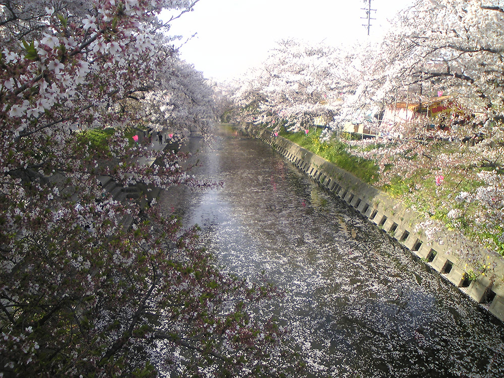 川面に桜吹雪