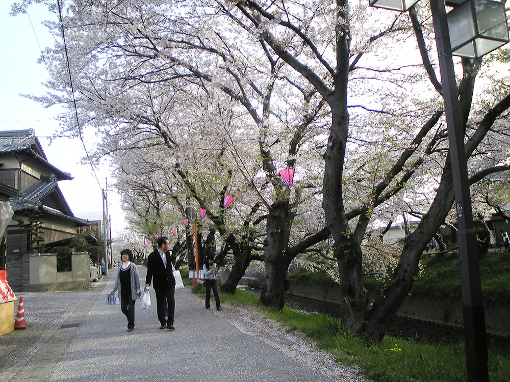 桜の花びらが散り積もる