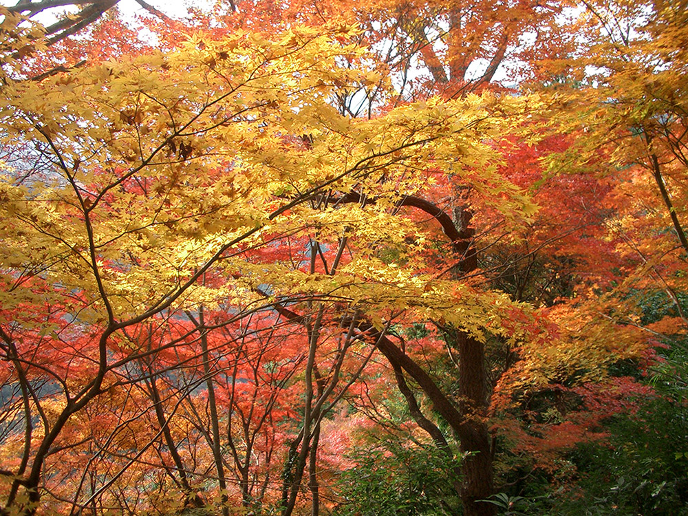 飯盛山山頂へ行く途中の紅葉